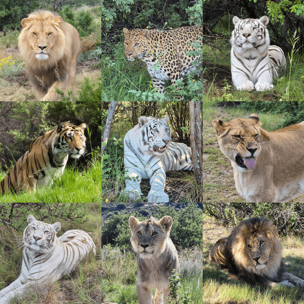 Support Their Sanctuary