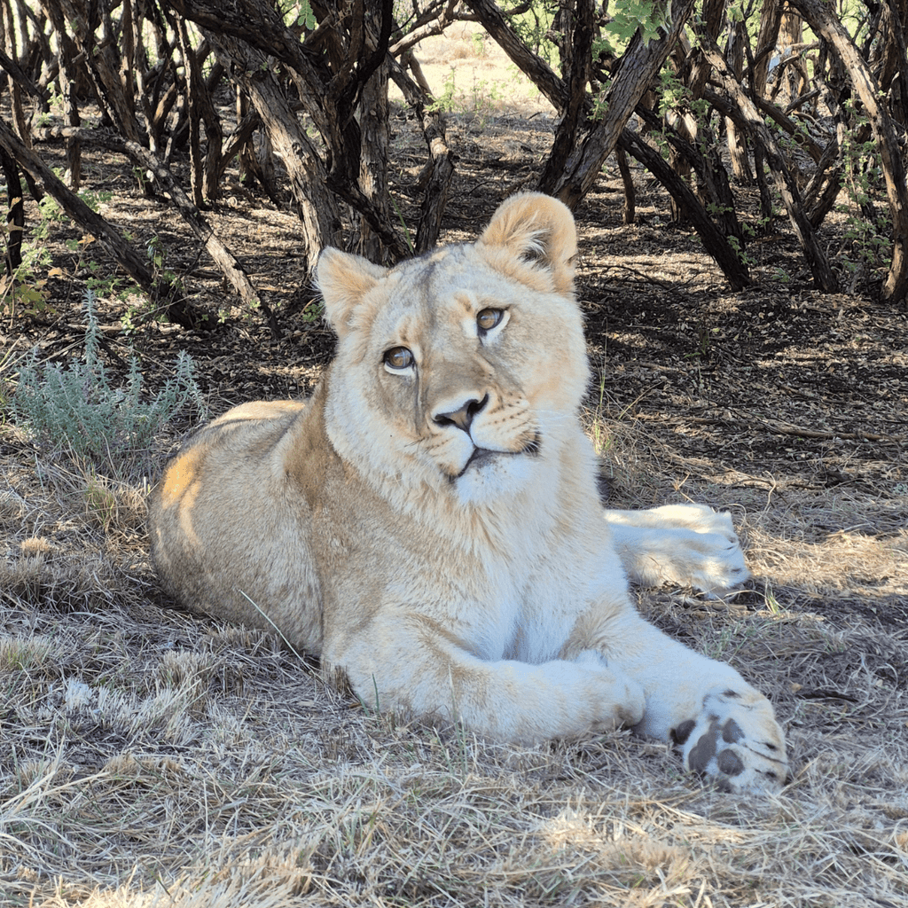 NALA