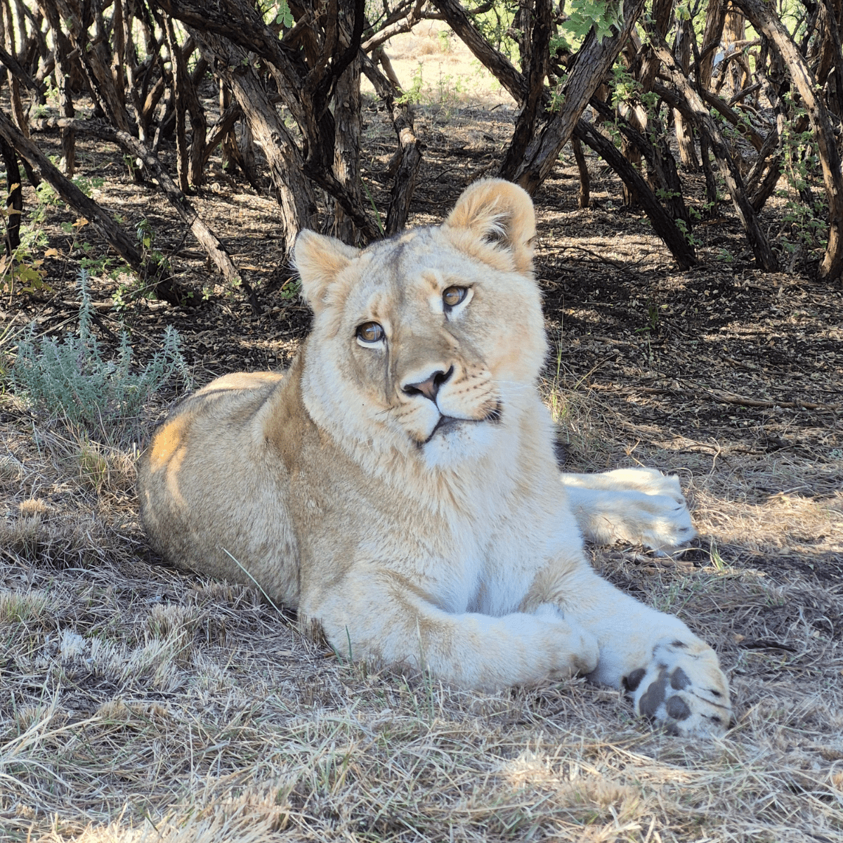 NALA