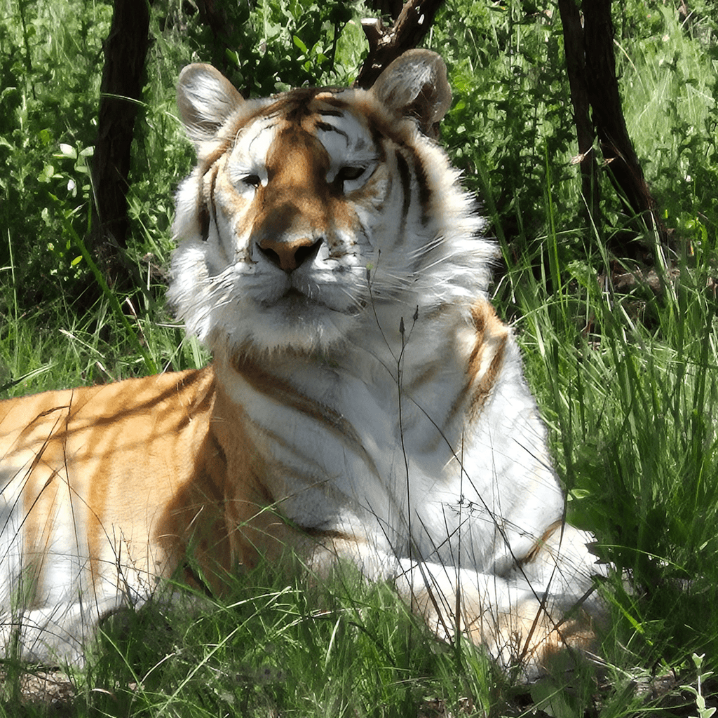 SARABI - Legacy Fund