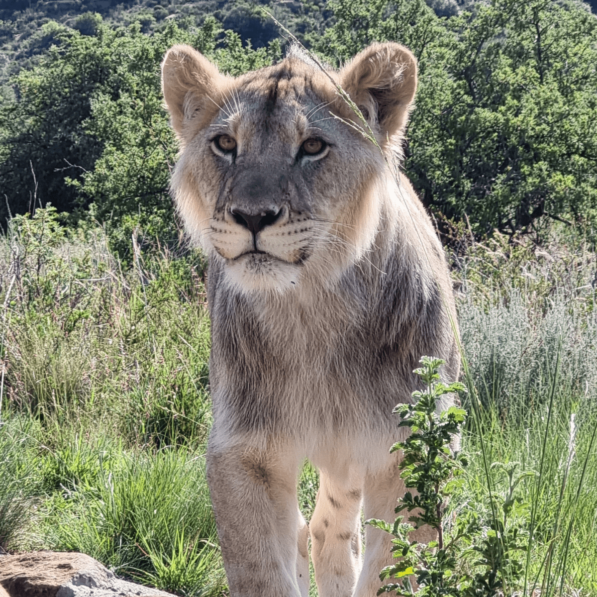 SIMBA