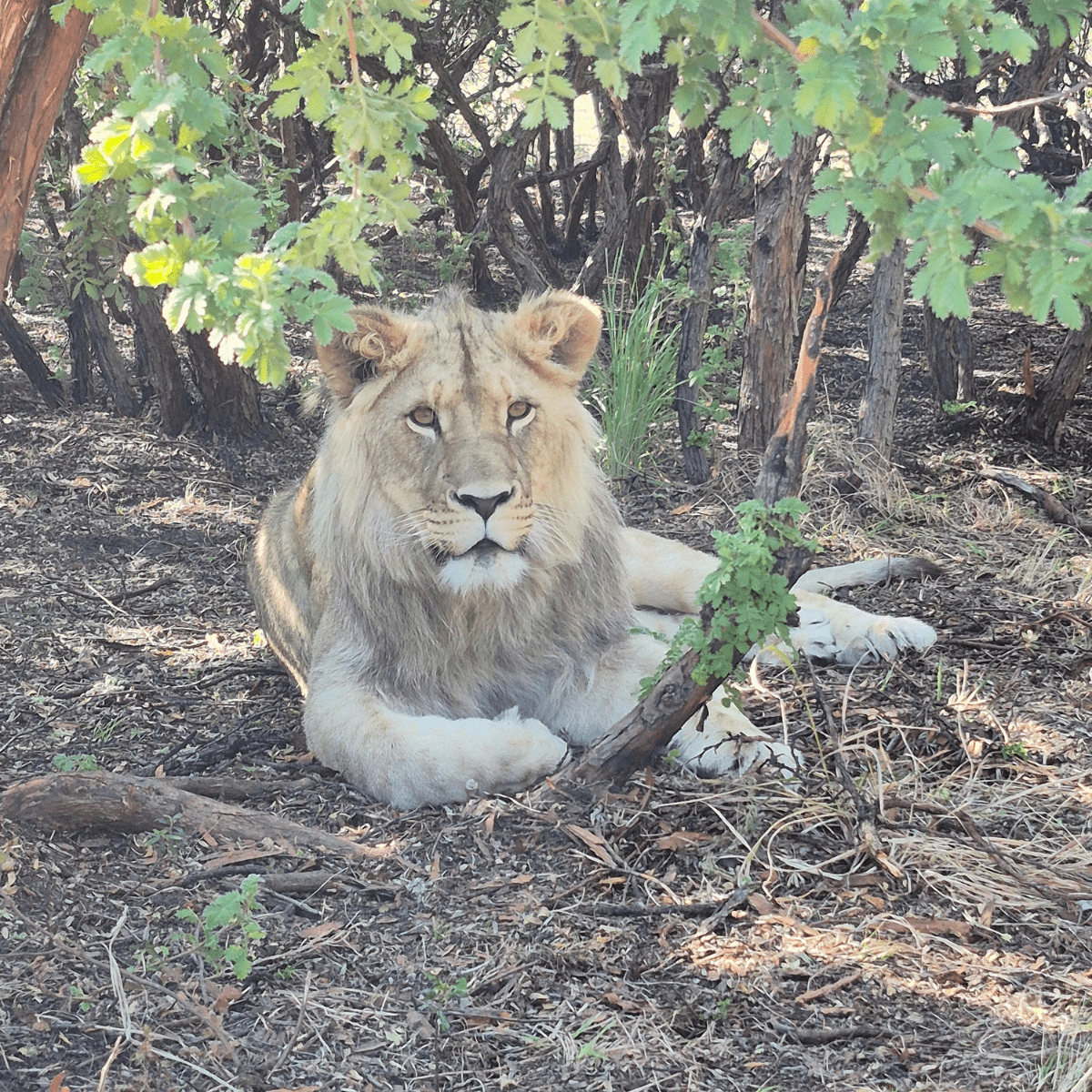 SIMBA