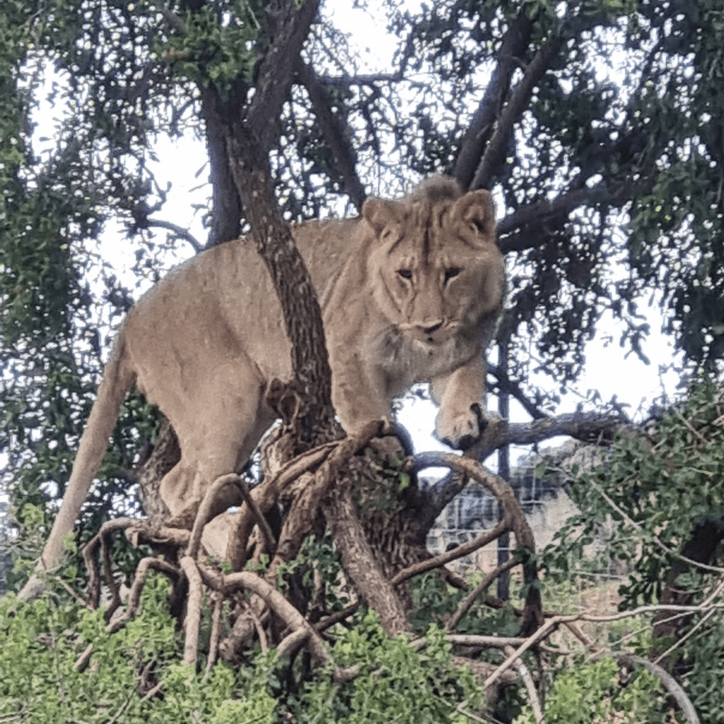 SIMBA