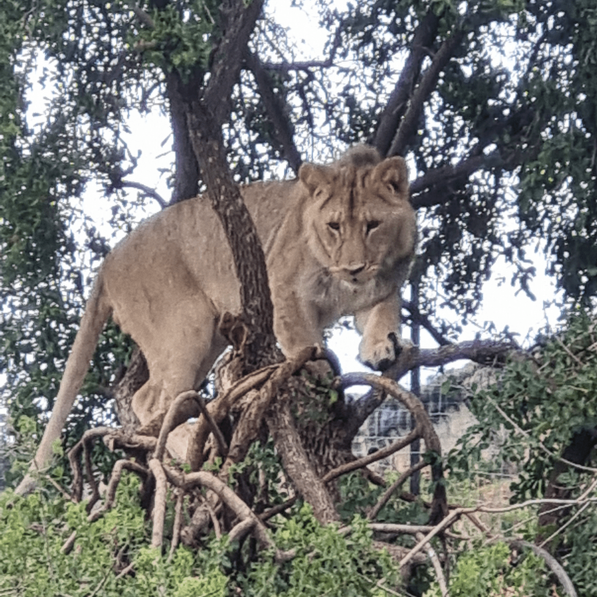 SIMBA